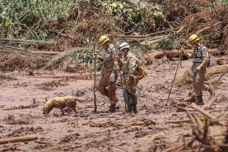 Animais afetados pelo desastre em Brumadinho ganham ensaio de Natal -  Gerais - Estado de Minas